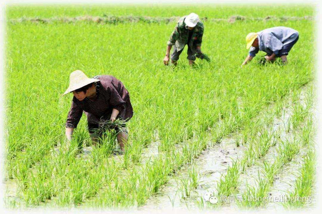 粜稻(粜稻的意思是什么) 粜稻(粜稻的意思是什么)