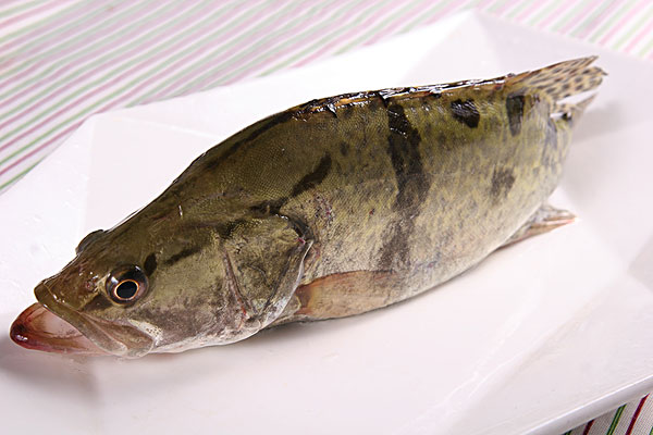 桂鱼图片(野生桂鱼图片)