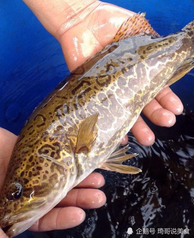 桂鱼图片(野生桂鱼图片) 桂鱼图片(野生桂鱼图片)