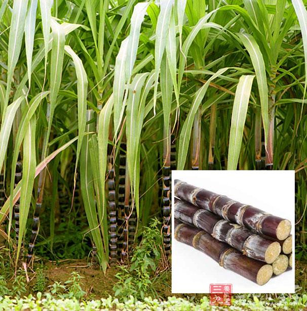 甘蔗的营养价值(甘蔗的营养价值高吗) 甘蔗的营养价值(甘蔗的营养价值高吗)