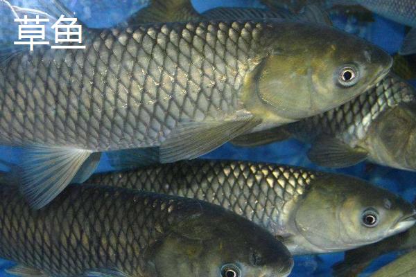 中国四大家鱼(中国四大家鱼之父)