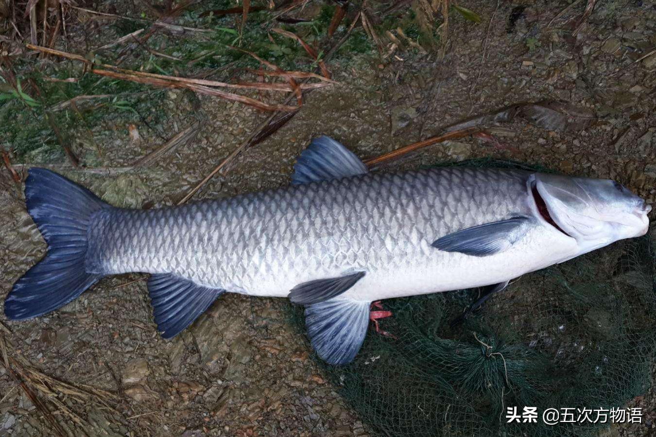 中国四大家鱼(中国四大家鱼之父) 中国四大家鱼(中国四大家鱼之父)