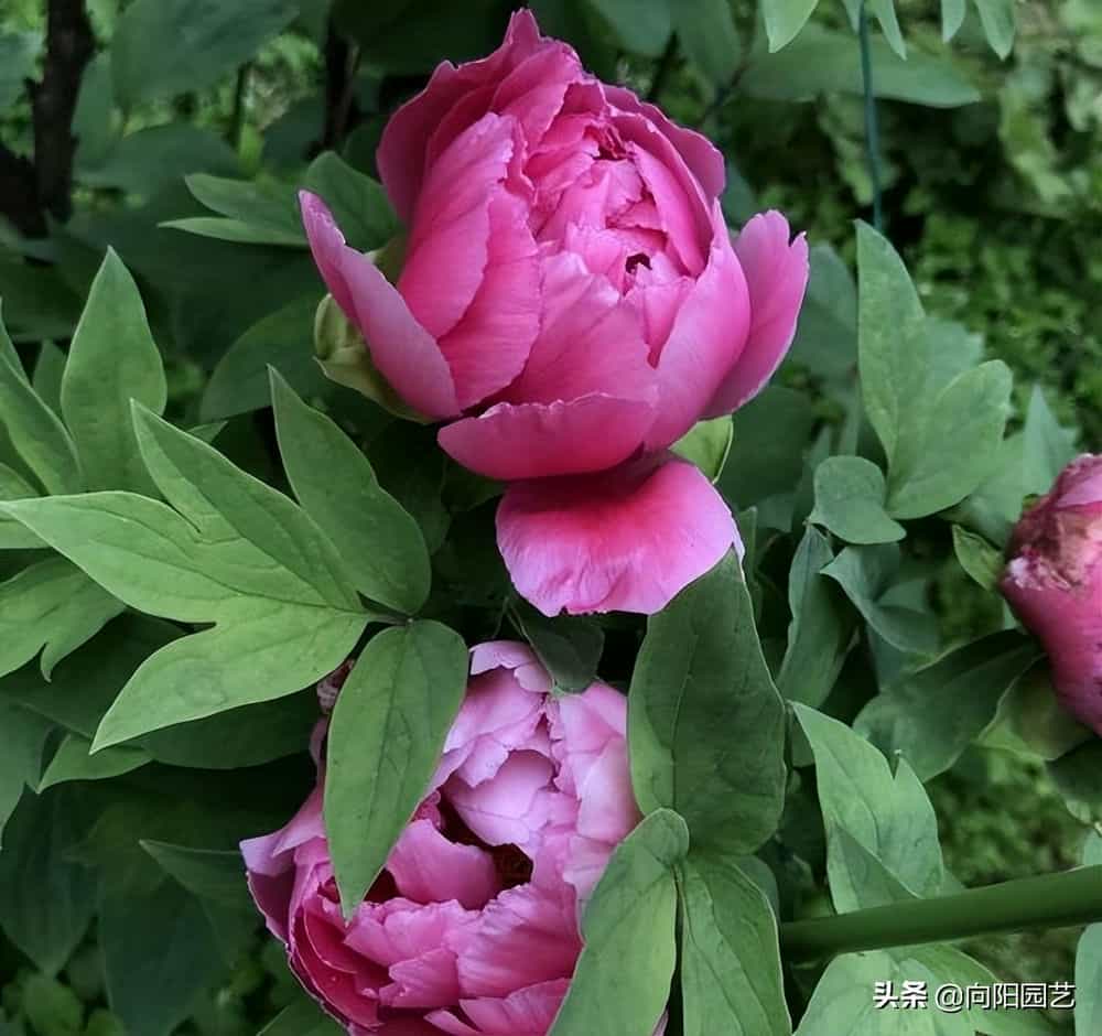 牡丹花几月开花(牡丹花几月开花几点开)
