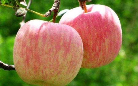 苹果的作用(每天吃一个煮熟苹果的作用) 苹果的作用(每天吃一个煮熟苹果的作用)