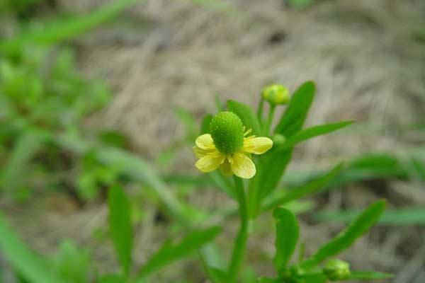 猫爪草的功效(猫爪草的功效和作用)