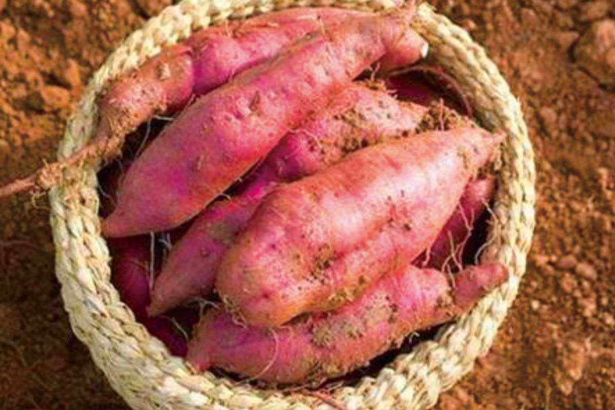 地瓜的功效与作用(地瓜的功效与作用及副作用)