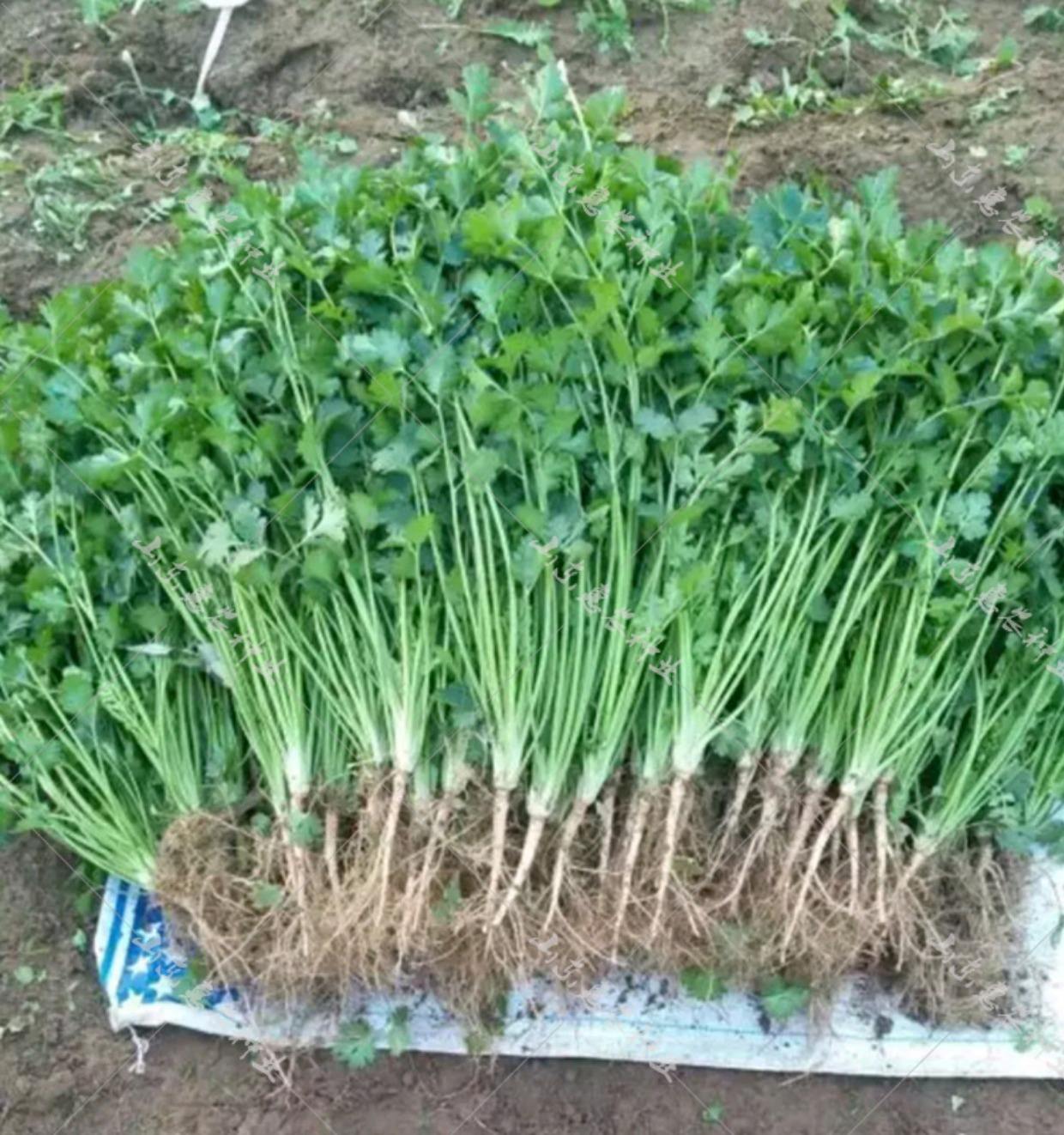 香菜怎么种(香菜怎么种植)