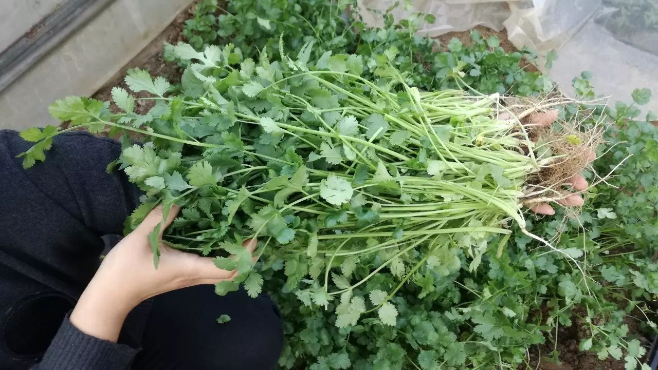 香菜怎么种(香菜怎么种植) 香菜怎么种(香菜怎么种植)