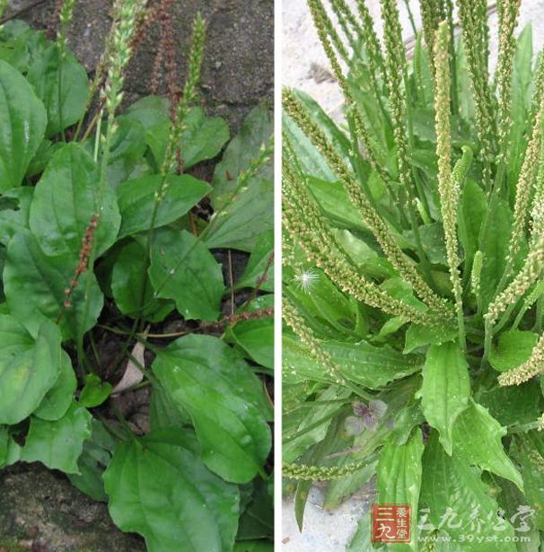 车前子的作用(韭菜子车前子的作用)