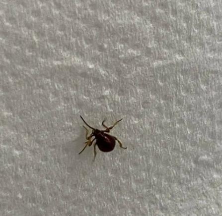 吸血的虫子(钻人身体里吸血的虫子)