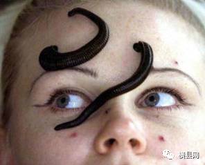 吸血的虫子(钻人身体里吸血的虫子) 吸血的虫子(钻人身体里吸血的虫子)