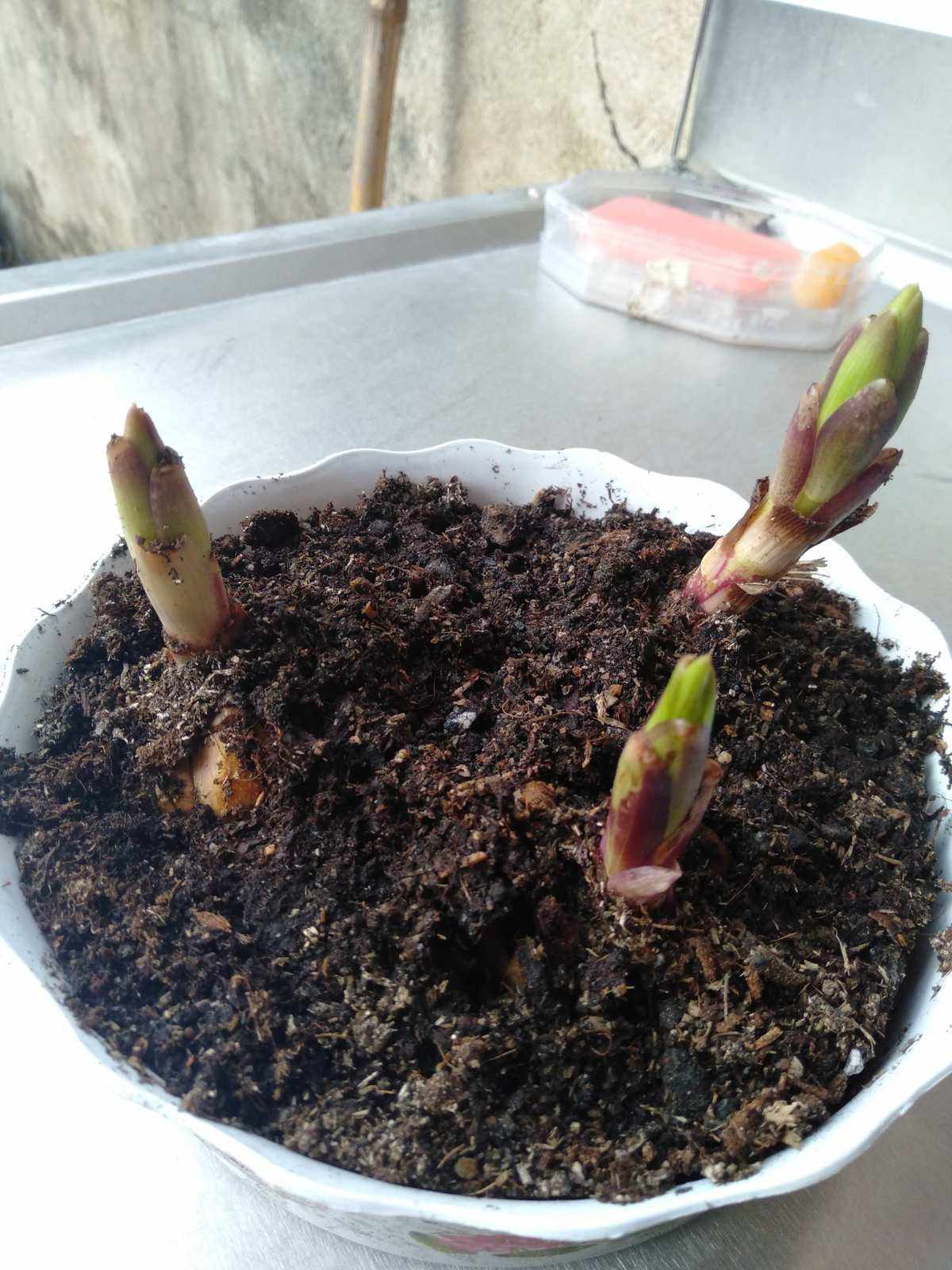 生长过程(生长过程英文) 生长过程(生长过程英文)