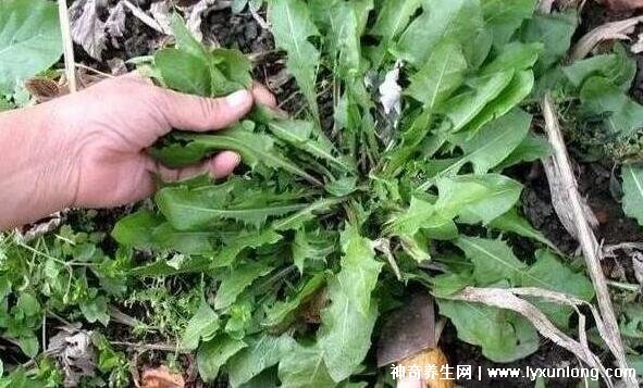 蒲公英哪四种人不能喝(蒲公英哪四种人不能喝费结节能喝吗)