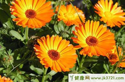 金盏花的功效(金盏花的功效与作用护肤品)