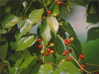 乌药的作用与功效(乌药的作用与功效与作用是木香) 乌药的作用与功效(乌药的作用与功效与作用是木香)