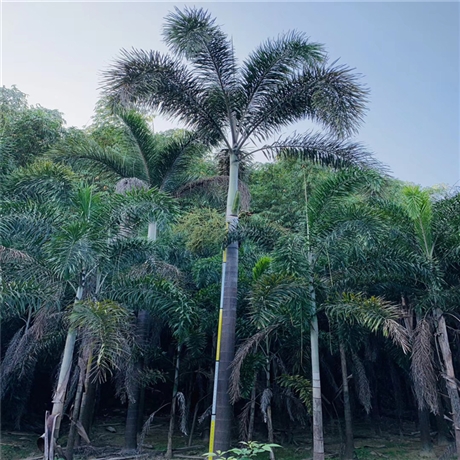 狐尾椰(狐尾椰子树图片)