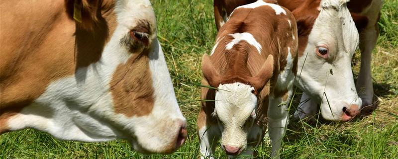 牛反刍(牛反刍吐草是什么原因怎样治疗)
