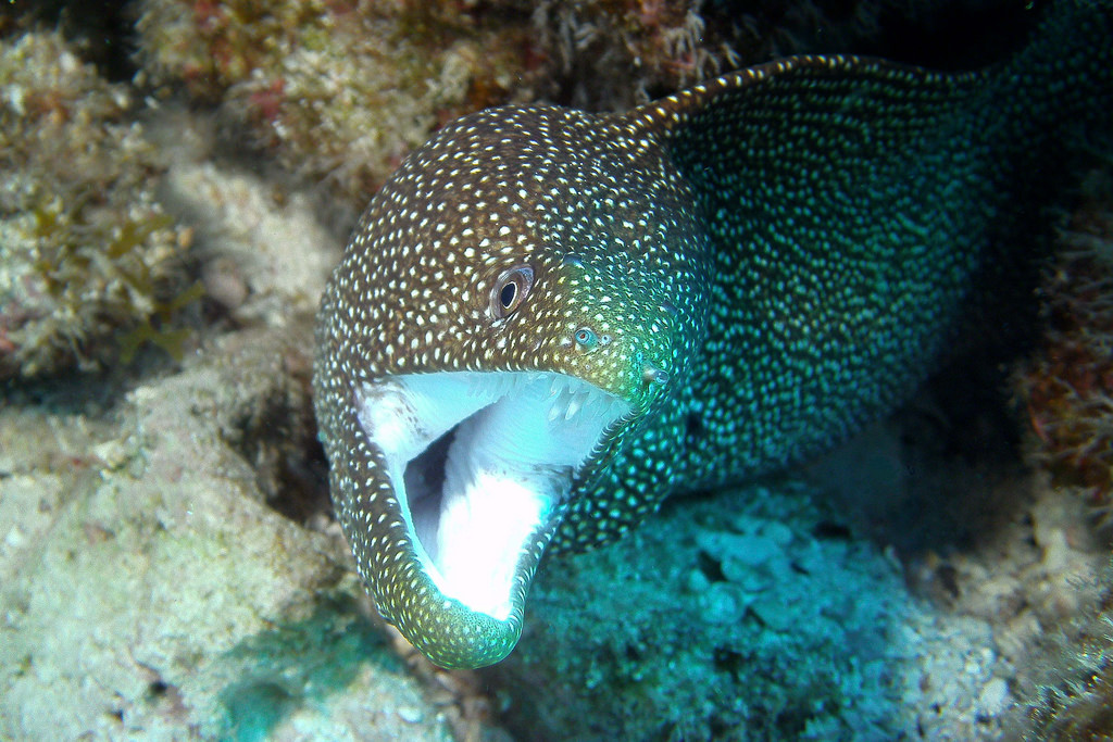 海鳝图片(海鳝图片大全大图)