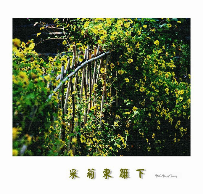 东篱下(东篱是哪里)