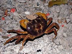 螃蟹折纸(螃蟹折纸教程视频高级) 螃蟹折纸(螃蟹折纸教程视频高级)