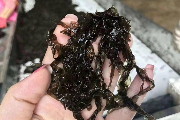 紫菜的功效(紫菜的功效与作用禁忌) 紫菜的功效(紫菜的功效与作用禁忌)