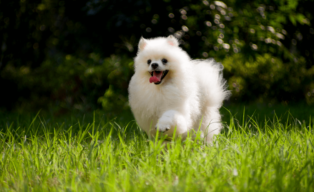 博美智商排名(博美智商排名多少位) 博美智商排名(博美智商排名多少位)