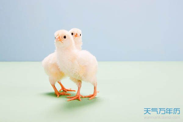 81年属什么今年多大(81年属什么今年多大,最佳配偶是) 81年属什么今年多大(81年属什么今年多大,最佳配偶是)