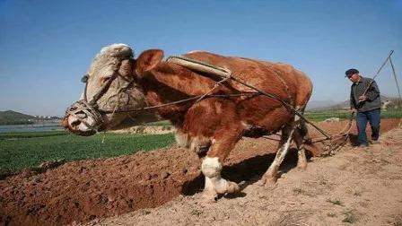 老黄牛造句(老黄牛造句用来比喻人)