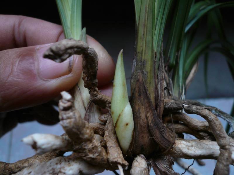 香蕙(香薰的正确使用方法)