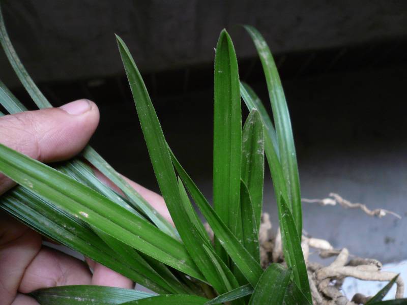 香蕙(香薰的正确使用方法)