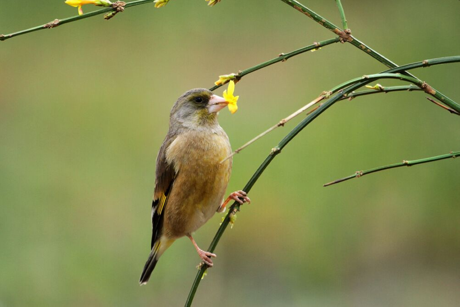 春风的形容词(春风的形容词叠词) 春风的形容词(春风的形容词叠词)
