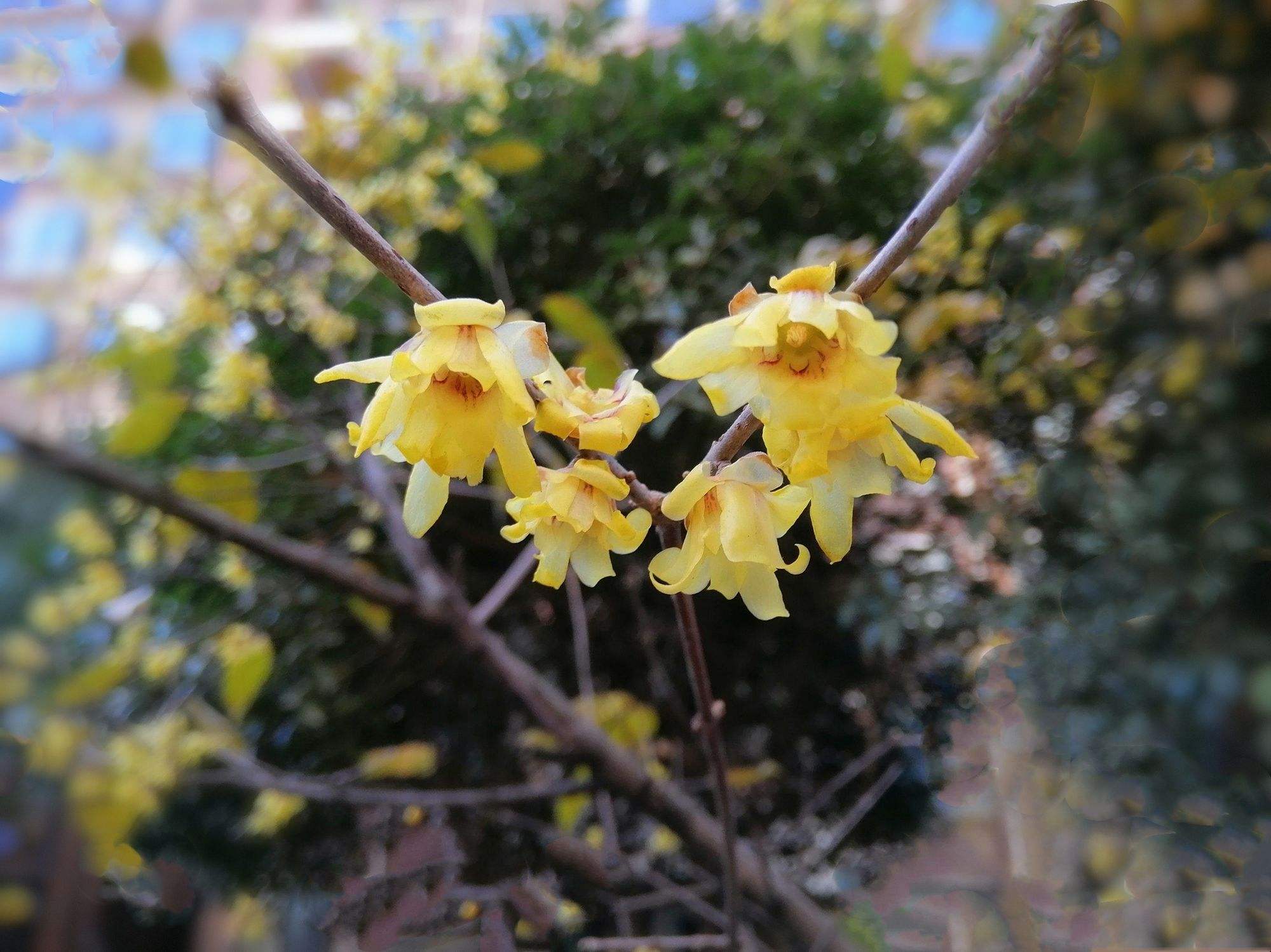 迎霜(迎霜傲雪是什么意思) 迎霜(迎霜傲雪是什么意思)