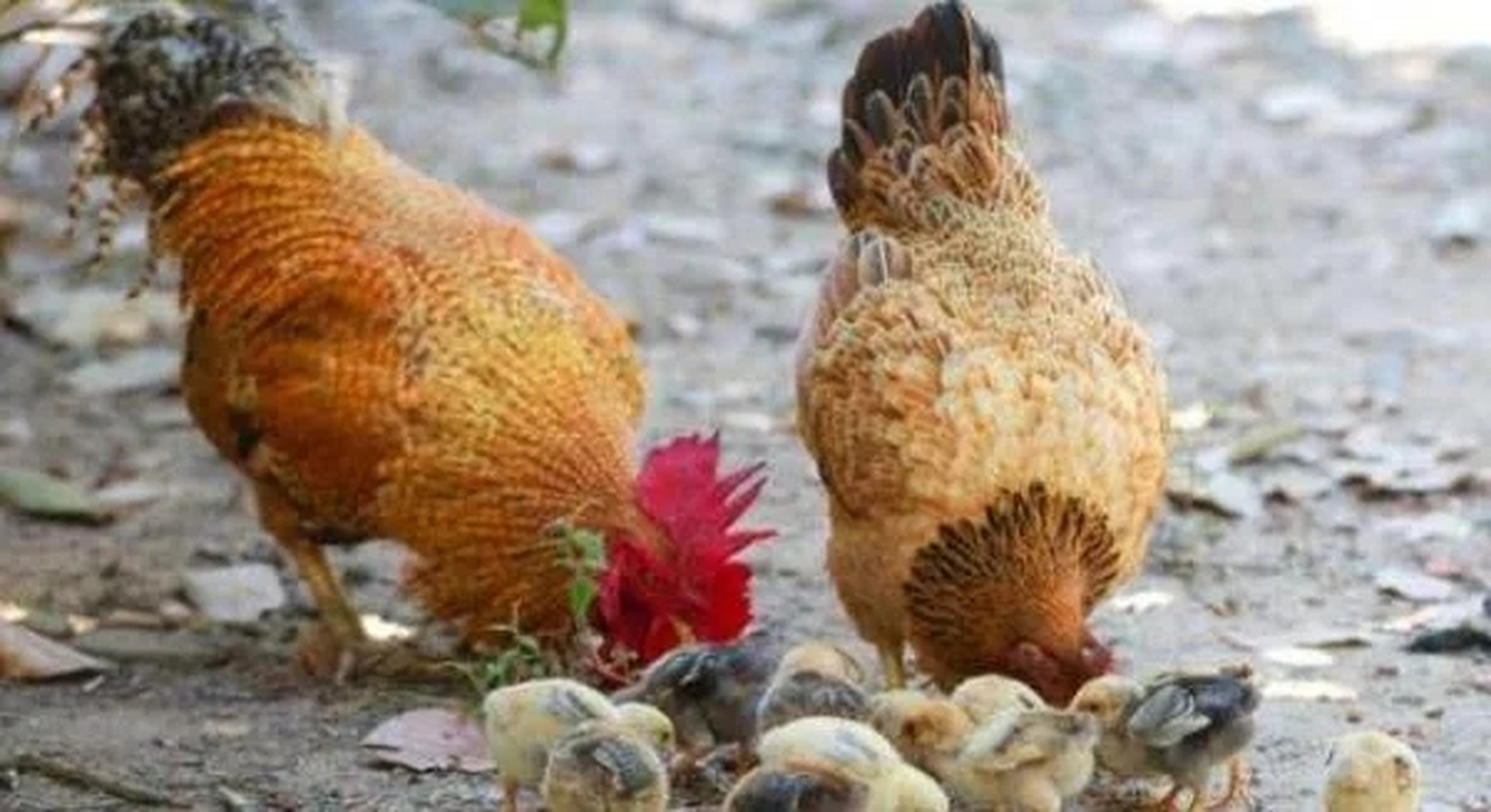 里胥(里胥狡猾,假此科敛丁口,每责一头,辄倾数家之产) 里胥(里胥狡猾,假此科敛丁口,每责一头,辄倾数家之产)