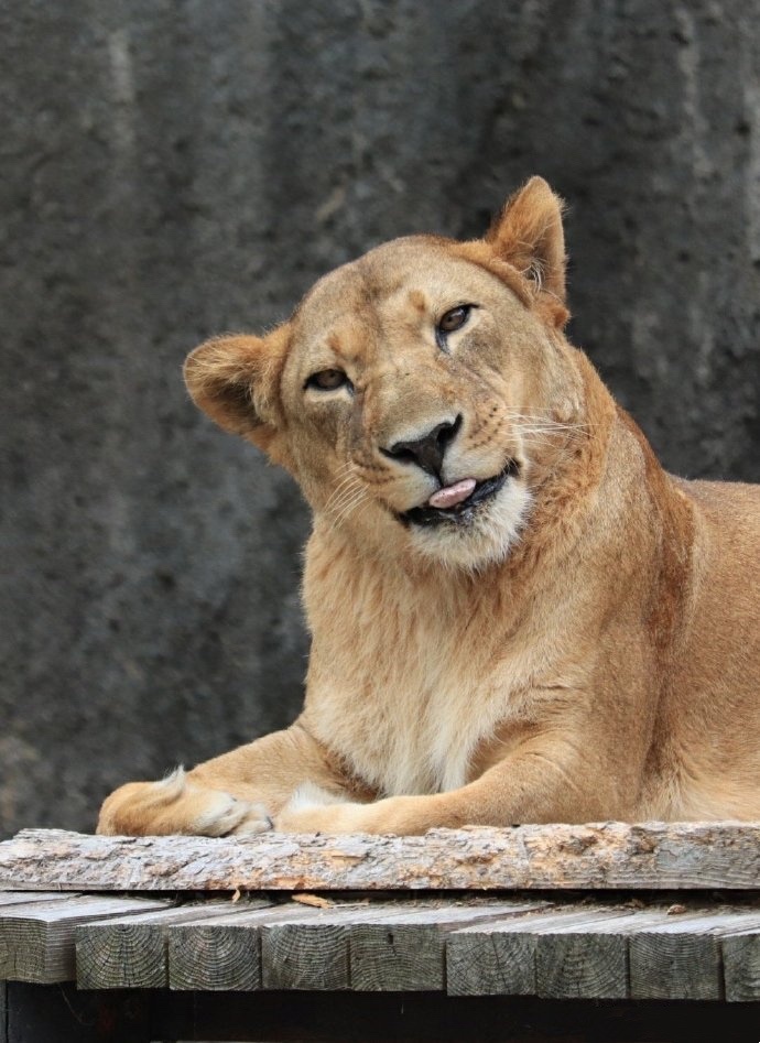 关于狮子的成语(关于狮子的成语俗语)