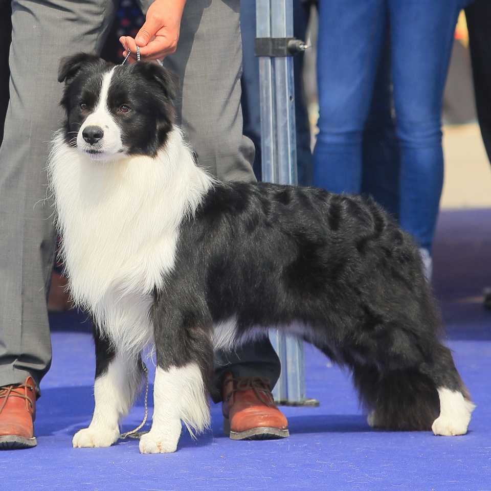 边牧是牧羊犬吗(边牧属于什么牧羊犬)