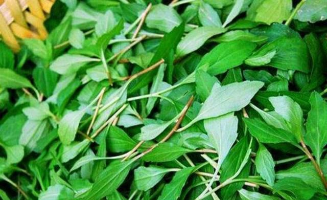 全叶马兰(全叶马兰和紫菀的区别)