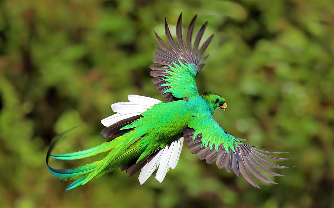 格查尔(格查尔鸟读音)