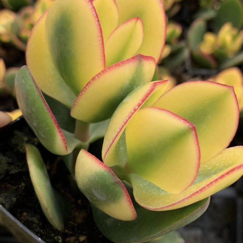 新花月锦(新花月锦和落日之雁的区别)