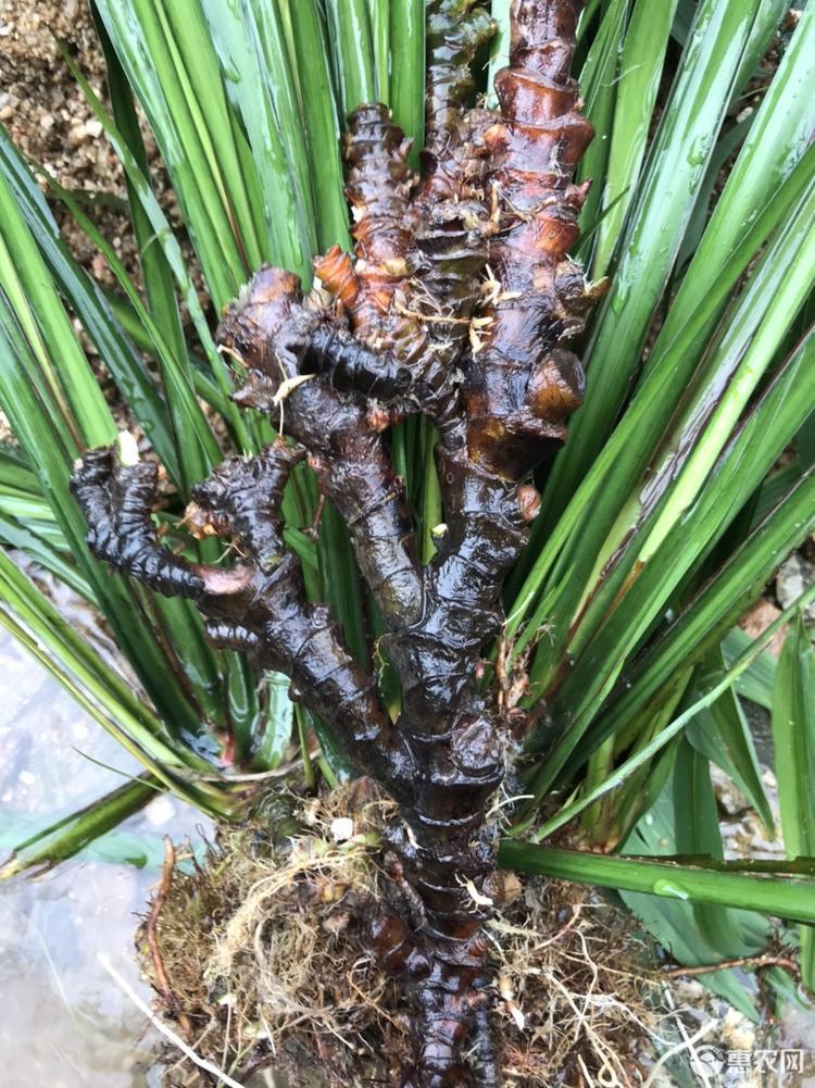 石菖蒲的副作用(石菖蒲作用与功效)