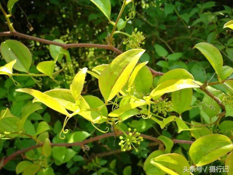 金刚藤的作用(金刚藤的作用与功效图片)