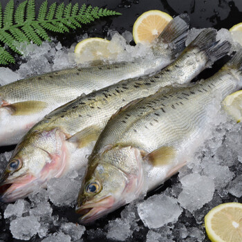 鲈鱼是海鲜吗(淡水鲈鱼是海鲜吗)