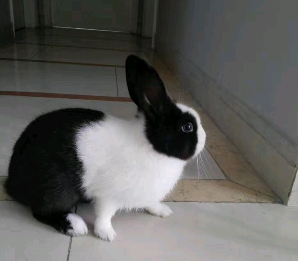 道奇兔(道奇兔小时候)