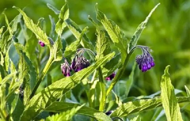 紫草(紫草油的功效与作用)