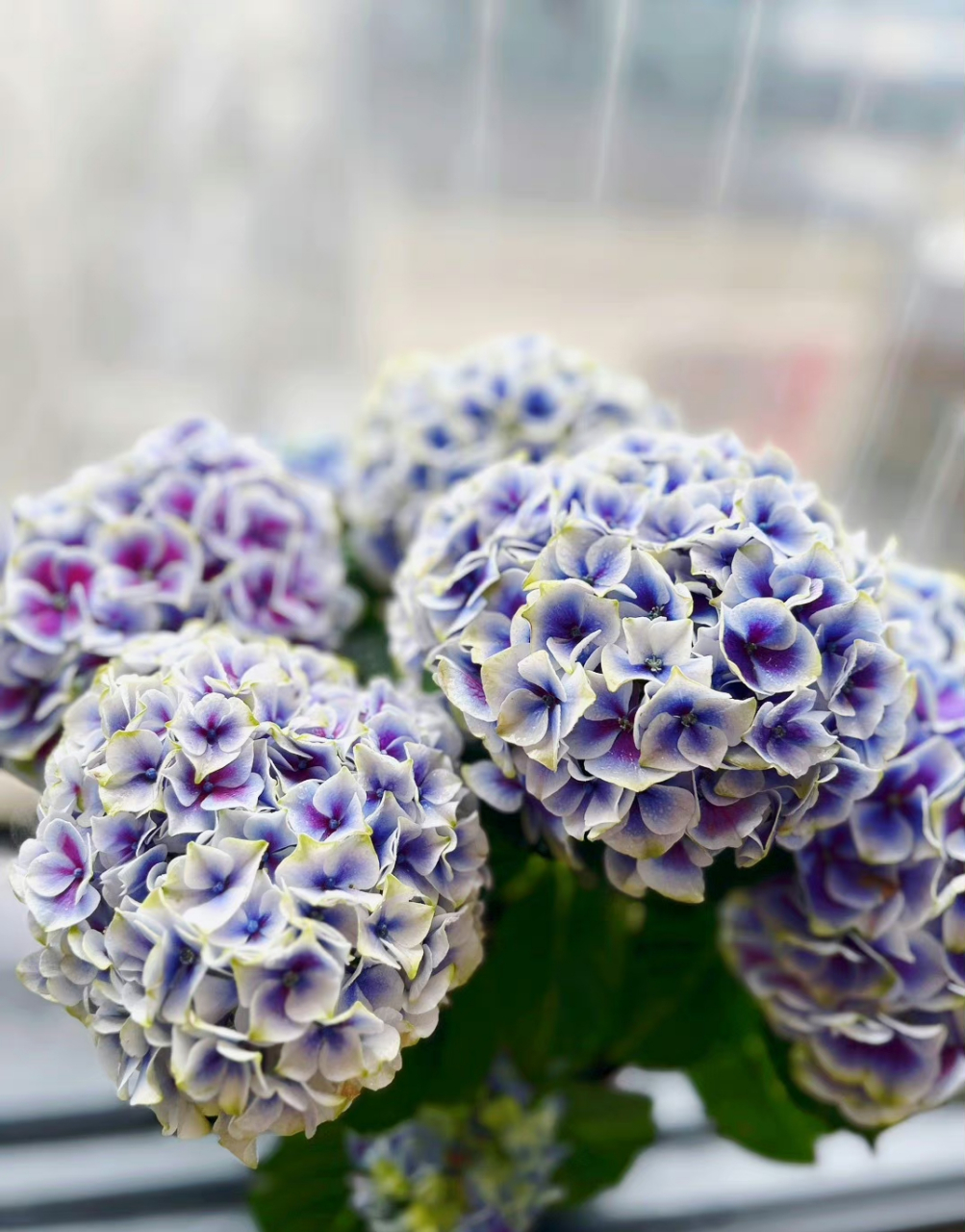 绣球的花语(木绣球的花语)