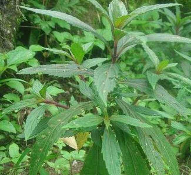 溪黄草是民间草药,俗称土黄连等,具有清热利湿退黄