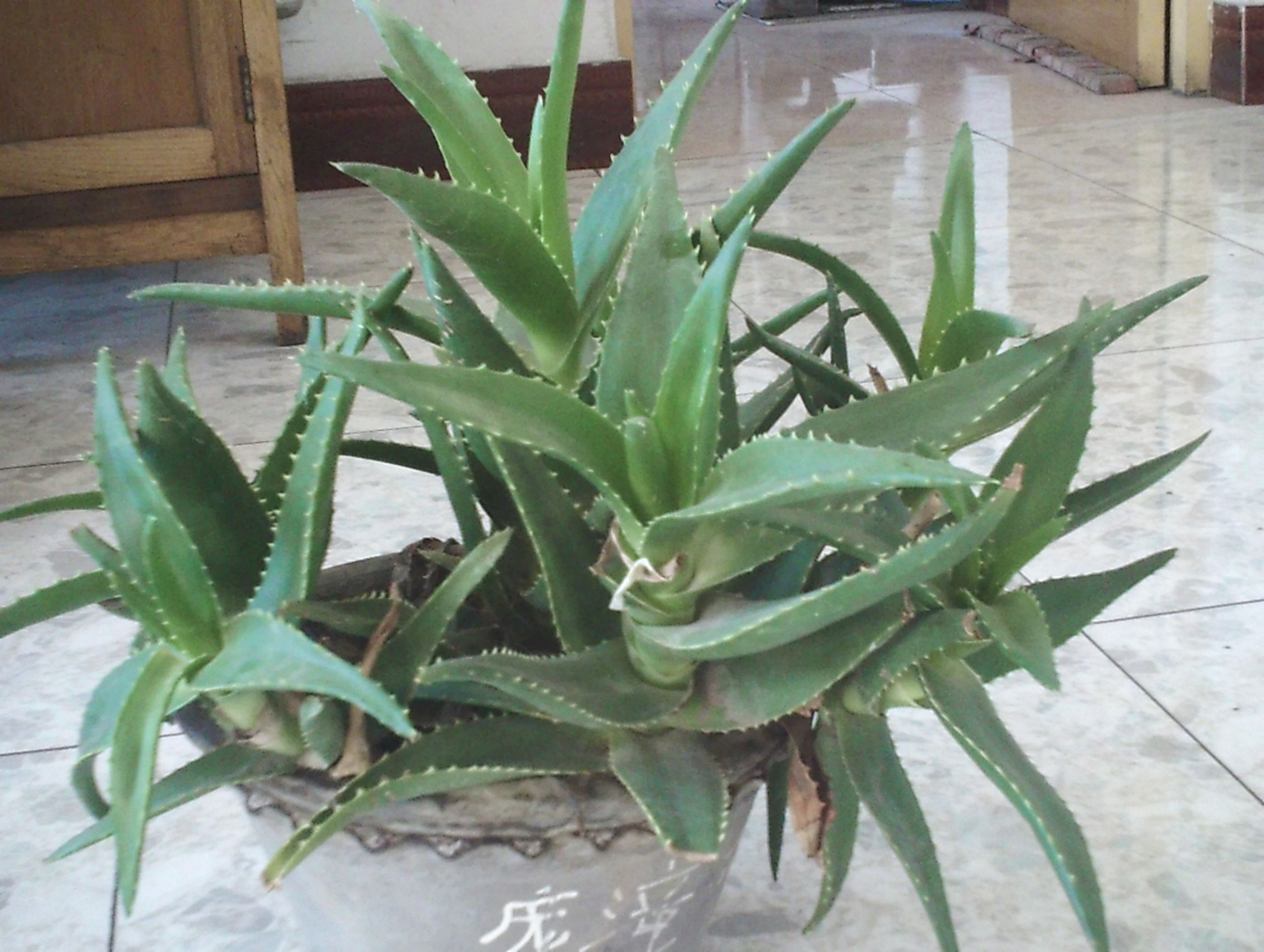 芦荟的药用价值(芦荟的药用价值与功效)